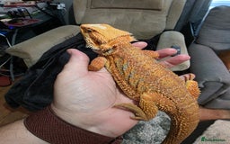 Bearded Dragon reptiles for sale: Hypo Red leatherback bearded dragon for rehoming - Image 3