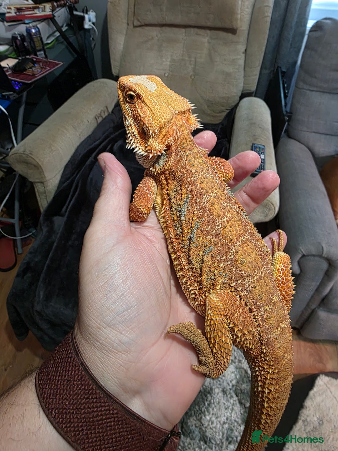 Bearded Dragon reptiles for sale: Hypo Red leatherback bearded dragon for rehoming - Image 3