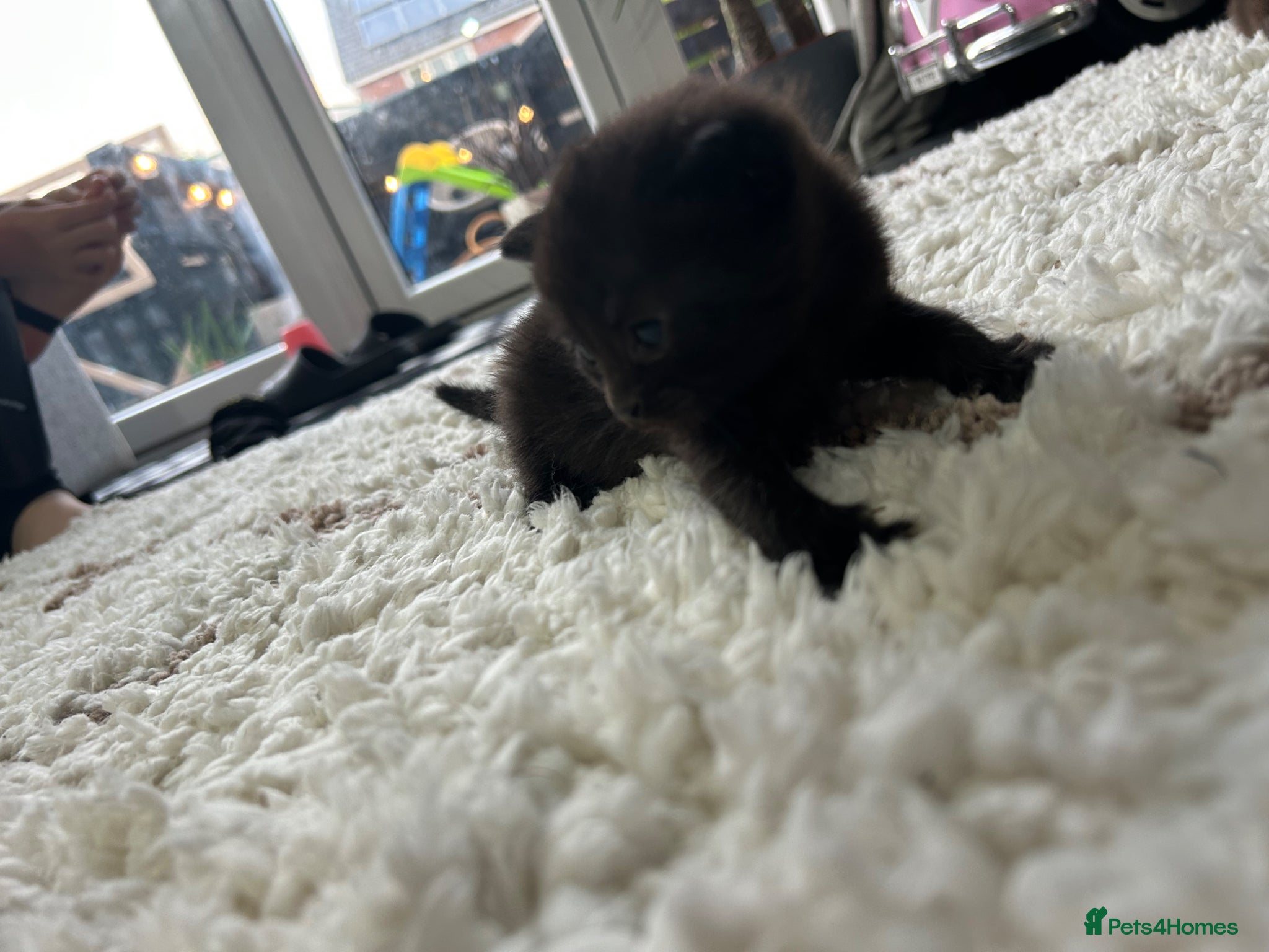 Mixed Breed cats for sale: 2 blacks 2 tabby kittens  - Advert 4