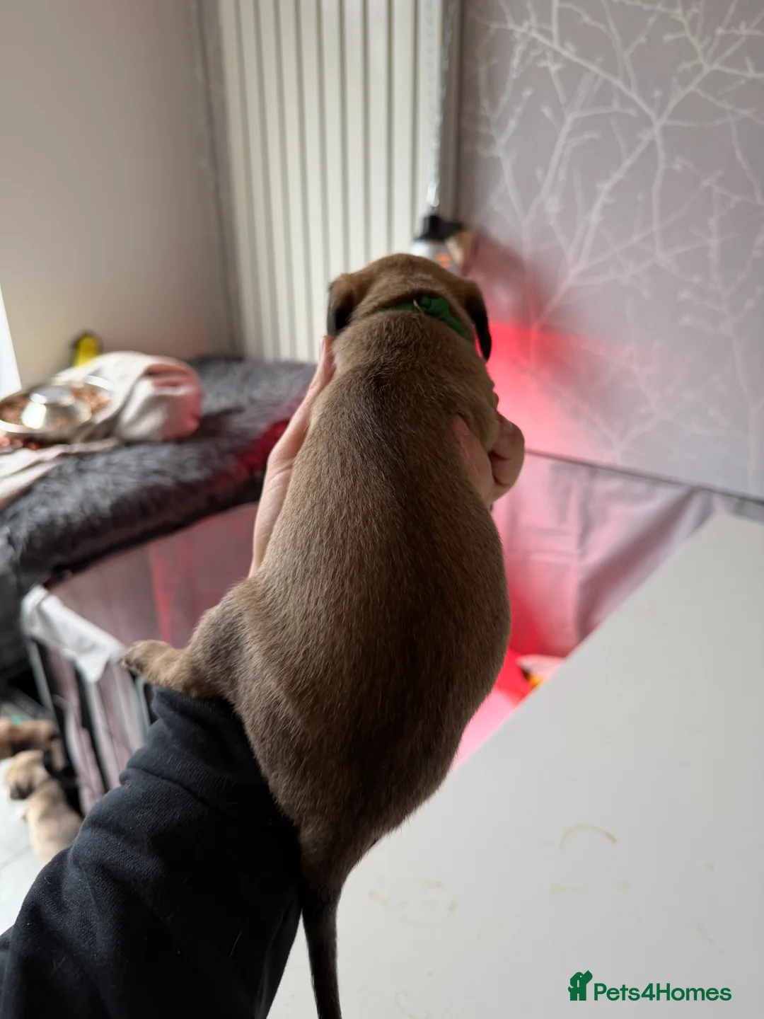 Mixed Breed dogs for sale: Bedlington x Whippet - Advert 16