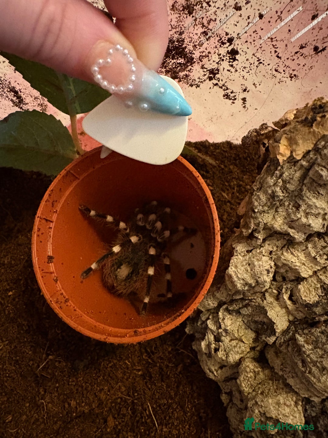 Tarantulas invertebrates for sale: Giant white knee and white striped birdeater  - Advert 5