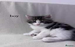 Mixed Breed cats for sale: Cute kittens looking for nice home  - Image 1