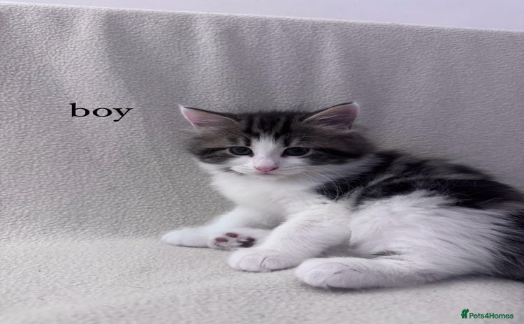 Mixed Breed cats - Advert 4