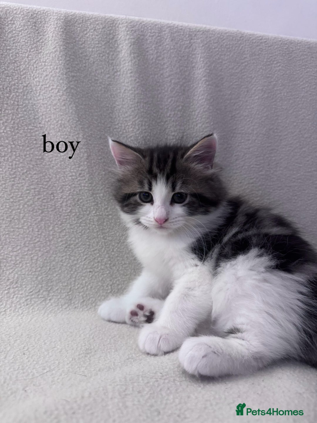 Mixed Breed cats for sale: Cute kittens looking for nice home  - Image 1