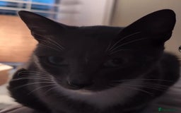 Mixed Breed cats for sale: 3 x black and white kittens available  - Image 4