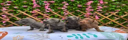 Dachshund dogs for sale: SOLID COLOUR MINI DAXI KC REG PRA CLEAR - Advert 8