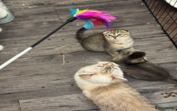 Scottish Fold cats for sale: Golden Scottish fold  - Image 9
