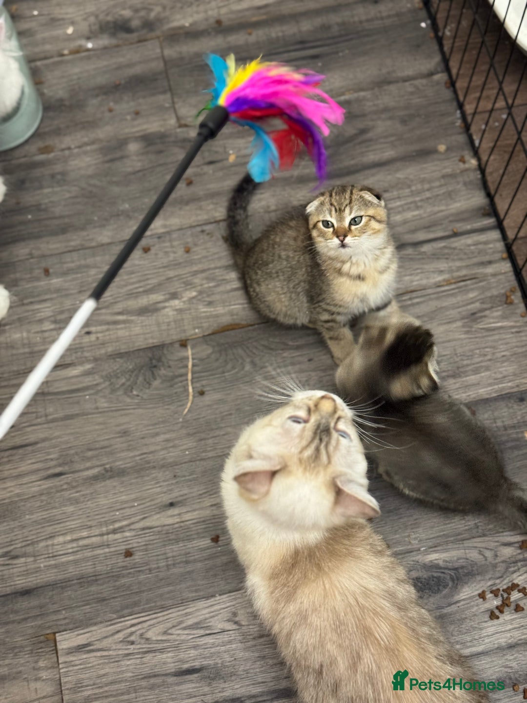 Scottish Fold cats for sale: Golden Scottish fold  - Image 9