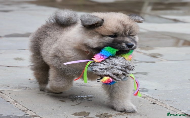 Eurasier dogs - Advert 1