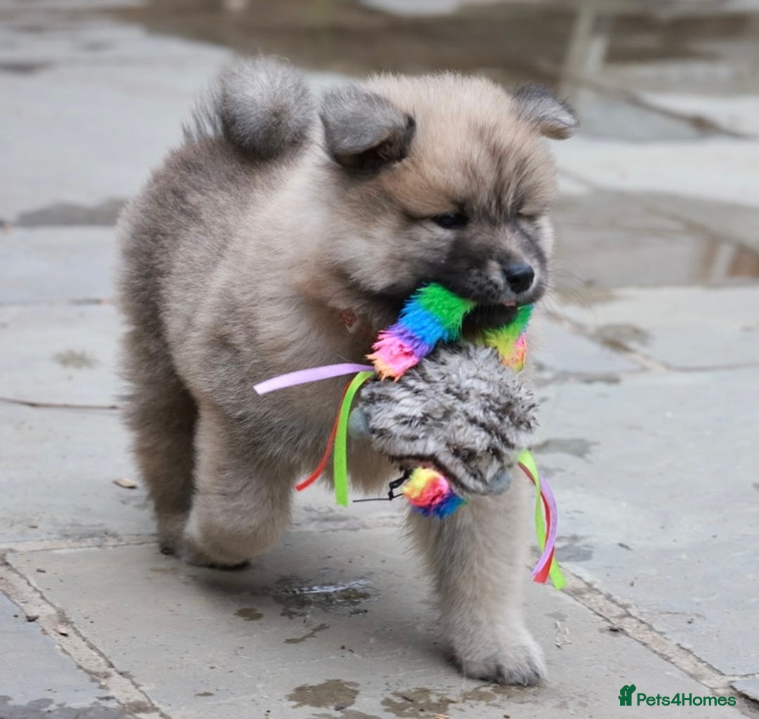 Eurasier dogs for sale: KC REG Eurasier Puppies  - Image 1