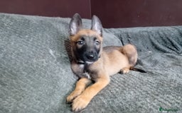 Belgian Shepherd Dog dogs for sale: Belgian malinois puppies for sale  - Image 19
