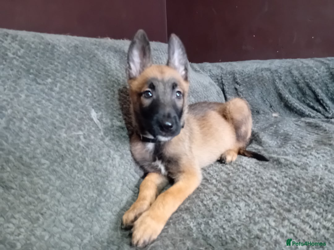 Belgian Shepherd Dog dogs for sale: Belgian malinois puppies for sale  - Image 19