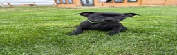 Staffordshire Bull Terrier dogs for sale: KC Black Puppies Ready Now - Advert 13