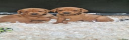 Hungarian Vizsla dogs for sale: Vizslador Puppies  - Advert 6