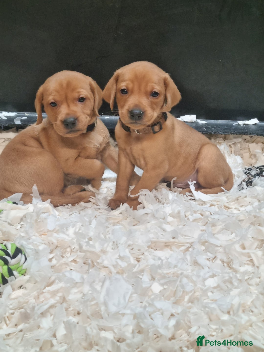 Hungarian Vizsla dogs for sale: Vizslador Puppies  - Advert 6