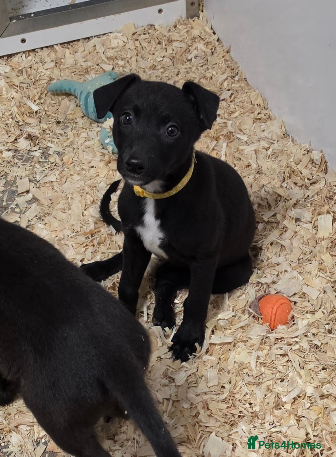 Mixed Breed dogs Working Lurcher Puppies ready now   - Advert 2