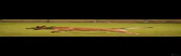 Belgian Shepherd Dog dogs for sale: Belgian Malinois puppies  in Hull - Advert 18