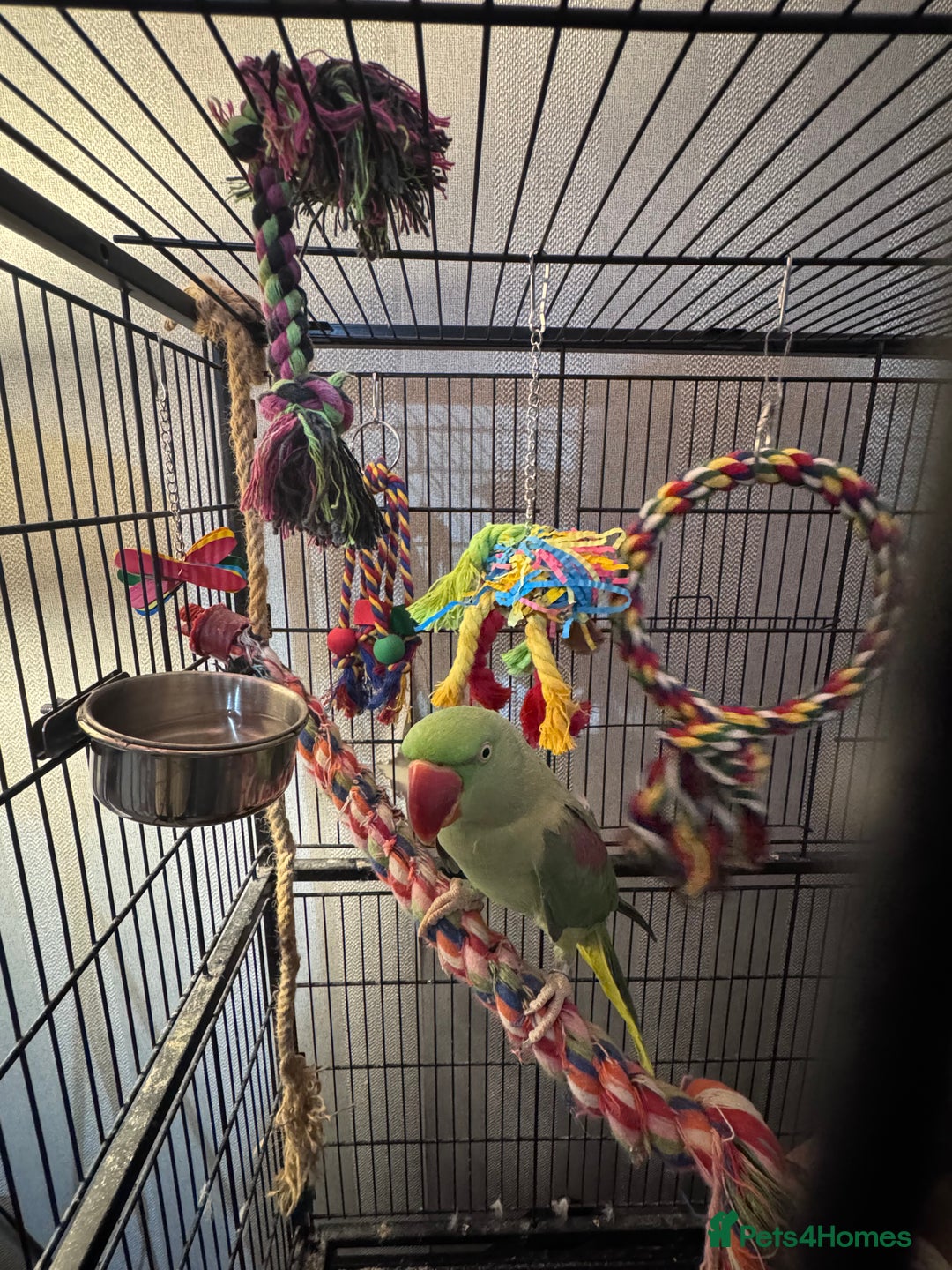 Parrots birds for sale: Alexandrine parrot  - Image 5