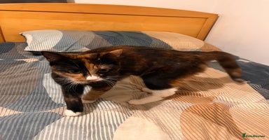 Mixed Breed cats - Advert 16