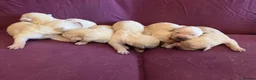 Goldador dogs for sale: Gorgeous KC Line Goldador Puppies 🐾  - Advert 4