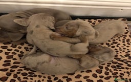 Miniature Dachshund dogs for stud: Isabella and Tan Stud in Sunderland - Image 8