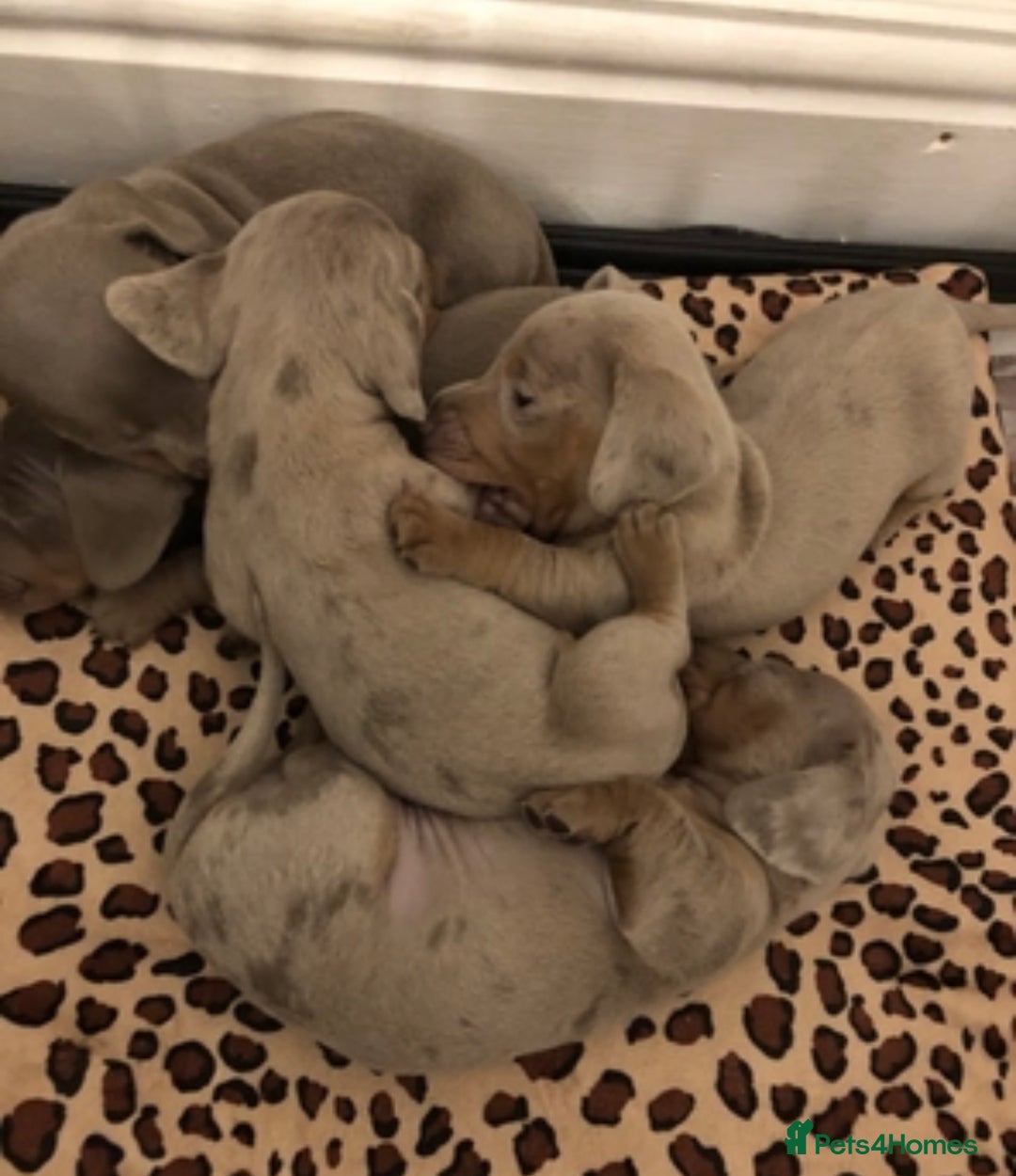 Miniature Dachshund dogs for stud: Isabella and Tan Stud in Sunderland - Image 8