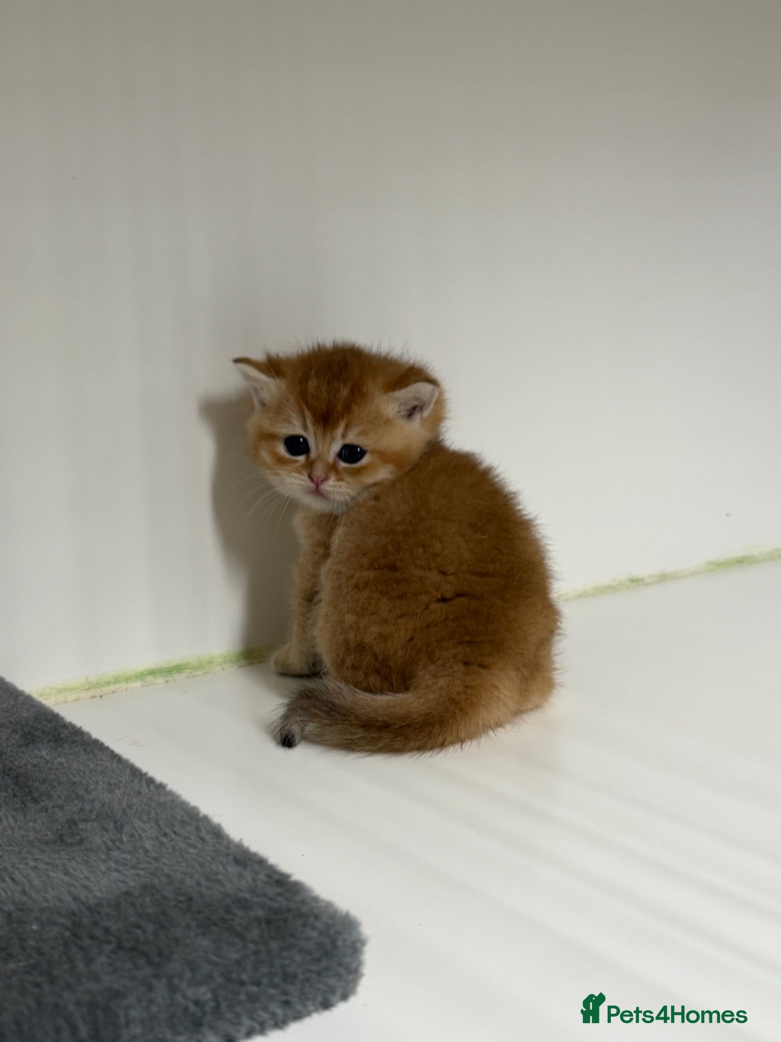 British Shorthair cats for sale: Full Pedigree, Registered BSH from fantastic lines - Advert 8