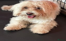 Bichon Frise dogs for sale: Two small Bichon Frise ready for their new home - Image 8