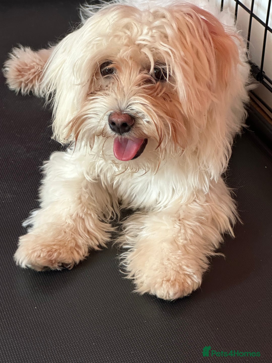 Bichon Frise dogs for sale: Two small Bichon Frise ready for their new home - Image 8