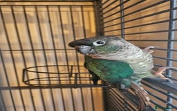 Conures birds for sale: Bonded pair of green cheek conures  - Image 1