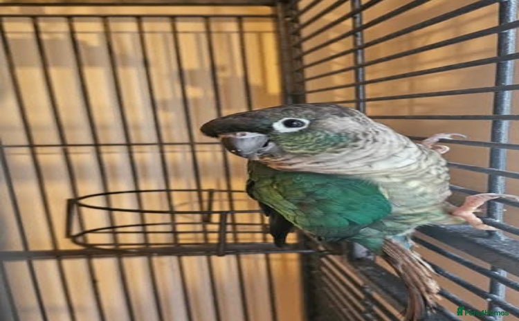 Conures birds - Advert 1