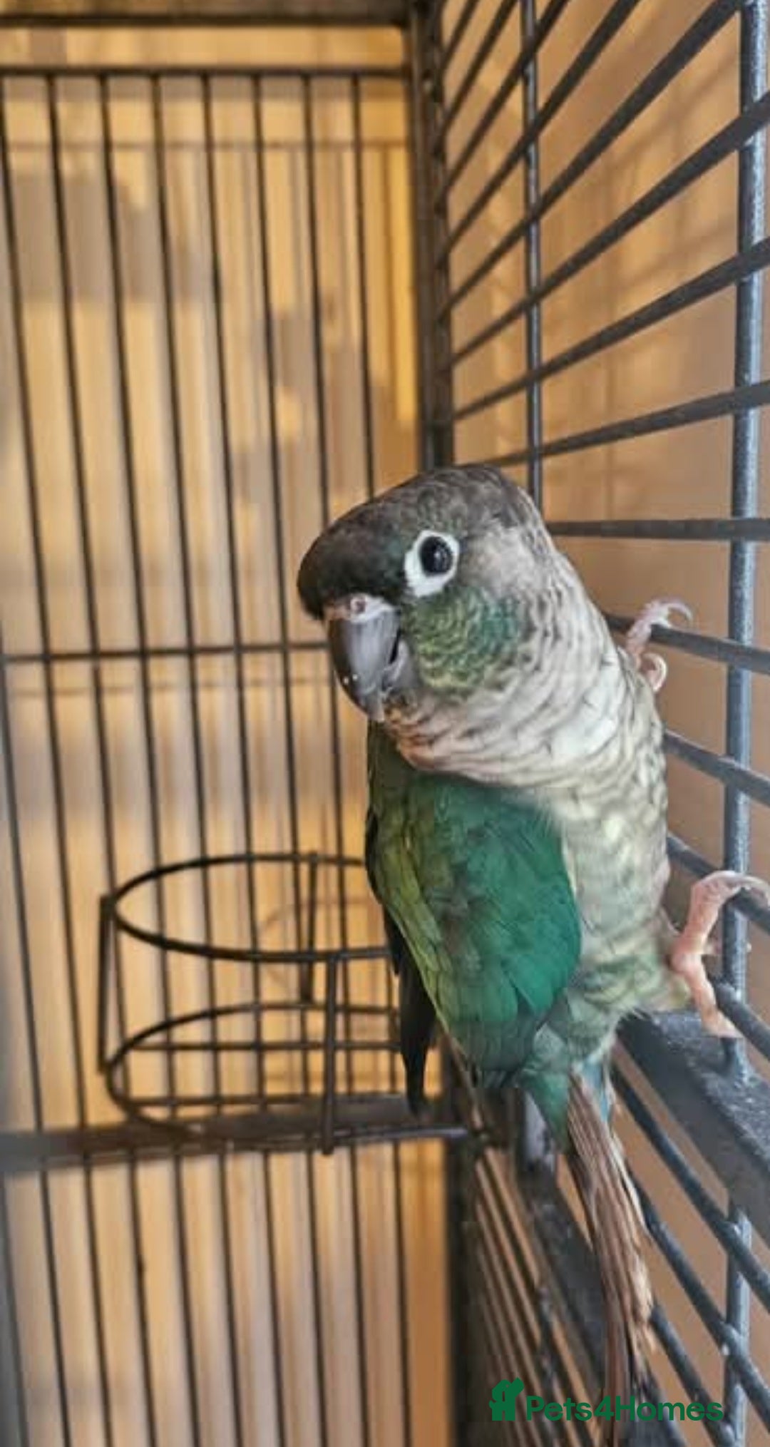 Conures birds for sale: Bonded pair of green cheek conures  - Image 1