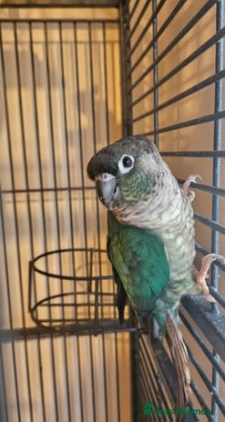 Conures birds - Advert 7