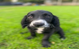 Cocker Spaniel dogs for sale: Playful Cocker Girl, Ziggie, HEALTH TESTED PARENTS - Image 1