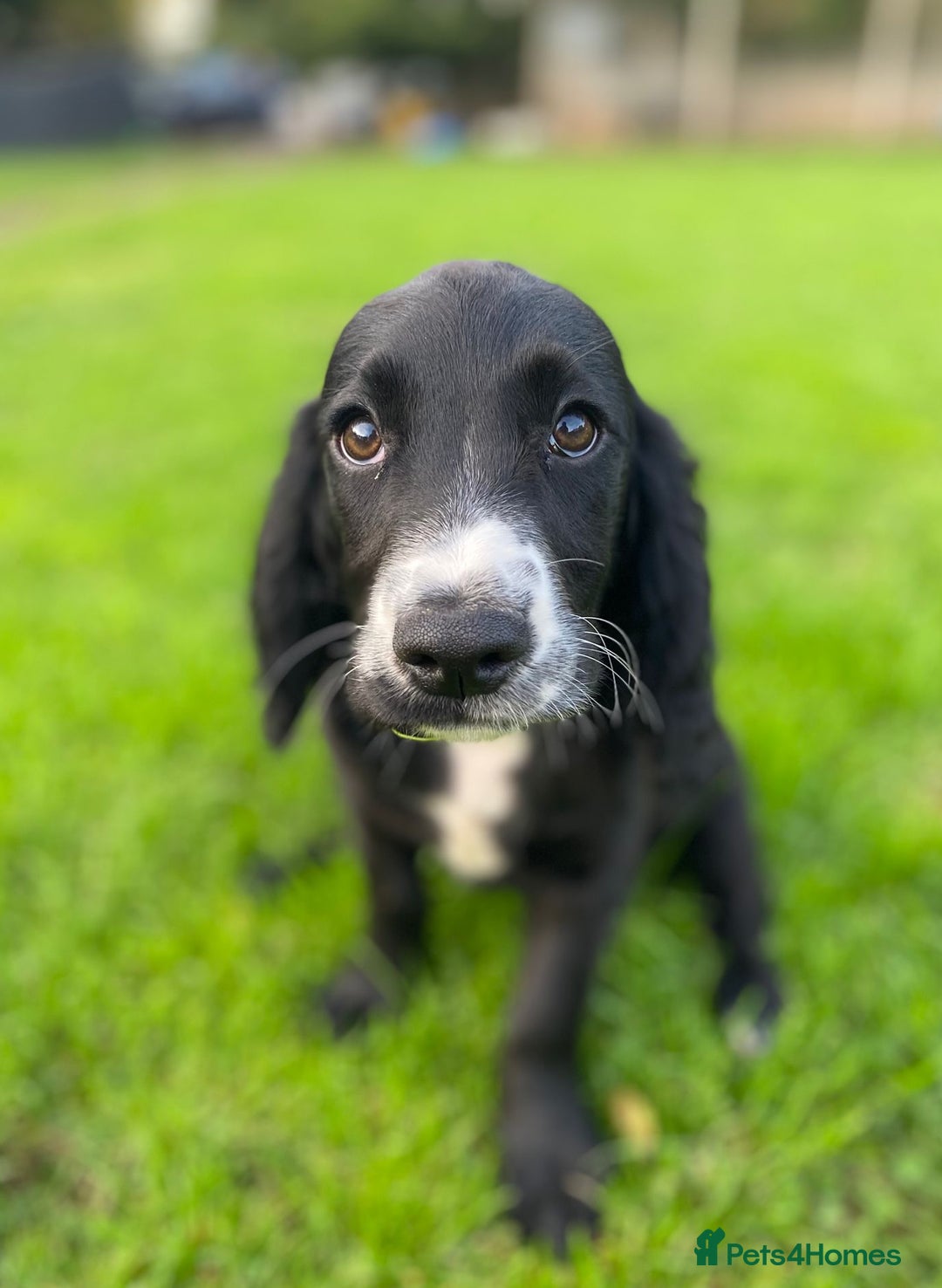 Cocker Spaniel dogs for sale: Playful Cocker Girl, Ziggie, HEALTH TESTED PARENTS - Image 1