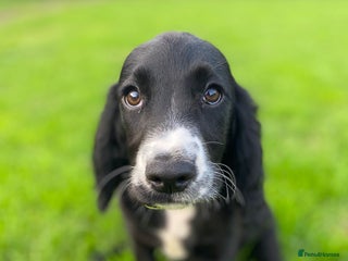 Cocker Spaniel dogs - Advert 26