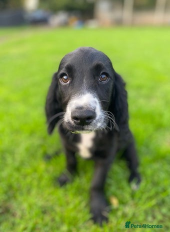 Cocker Spaniel dogs - Advert 2