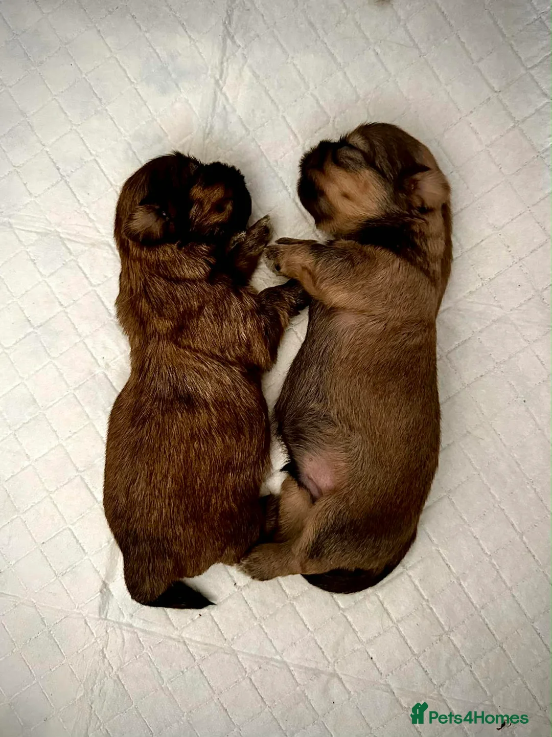 Shih Tzu dogs for sale: Adorable Shih Tzu Puppies For Loving Homes. - Advert 5