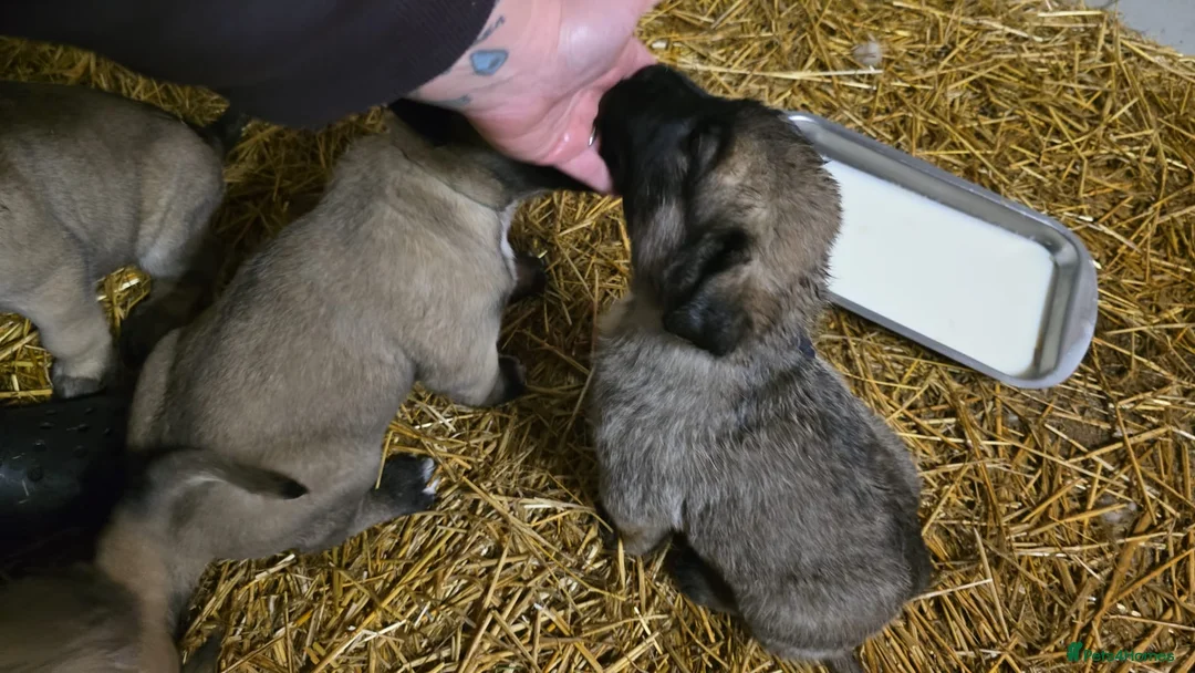 Anatolian Shepherd dogs for sale: Beautiful litter 5 girls left  - Advert 21