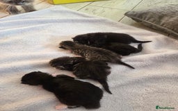 Mixed Breed cats for sale: Half ragdoll georous and playful kittens - Image 2