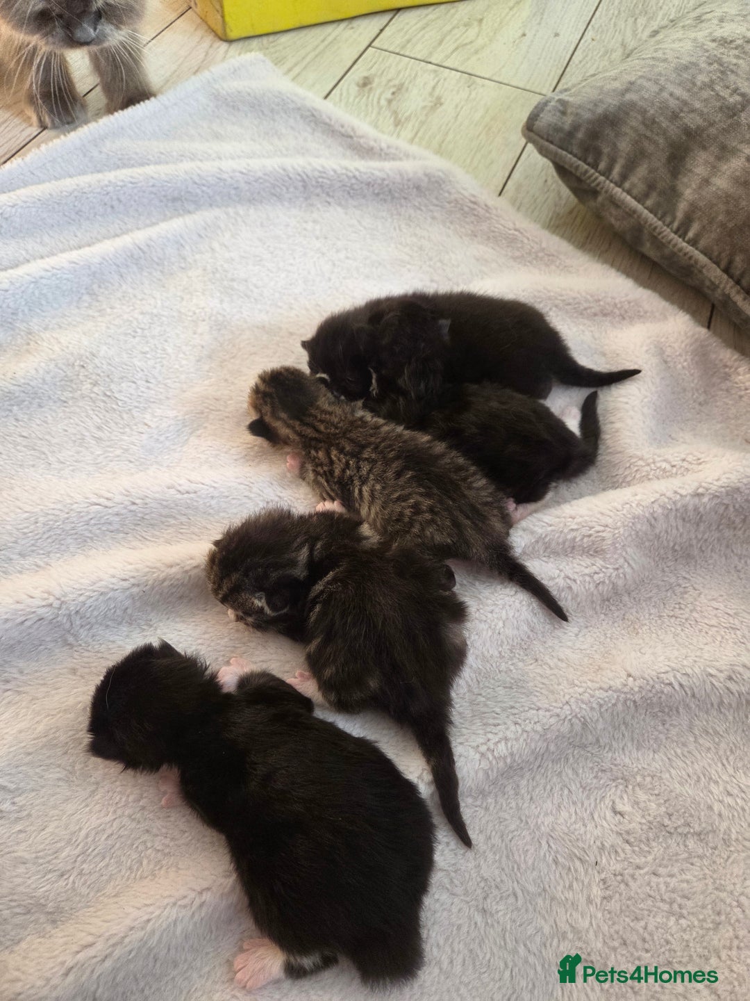 Mixed Breed cats for sale: Half ragdoll georous and playful kittens - Image 2