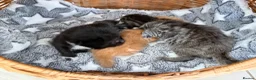 Mixed Breed cats for sale: Beautiful kittens looking for loving homes  - Advert 6