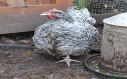 Chickens poultry for sale: Pair of Cuckoo Orpingtons - Image 1