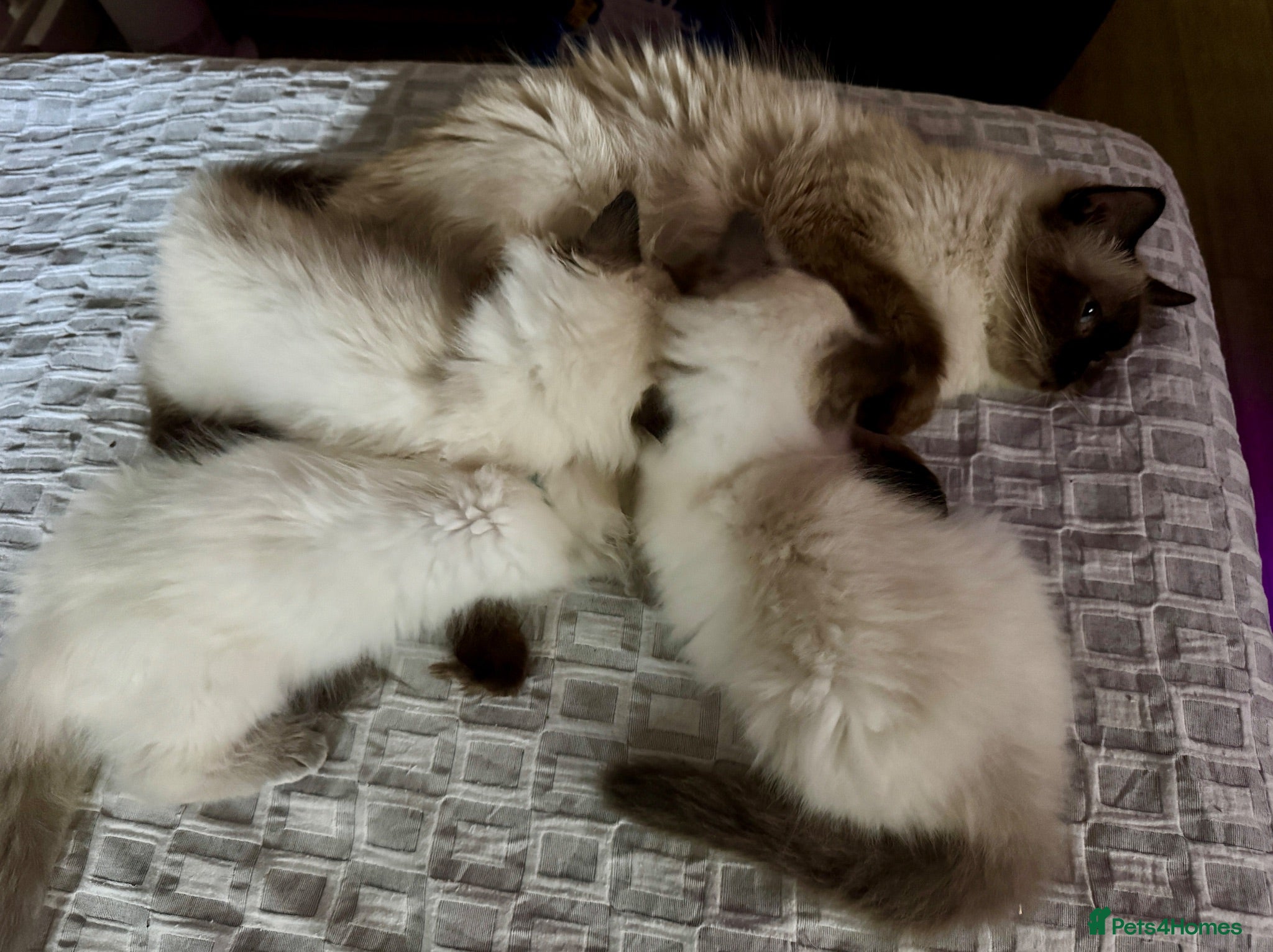 Ragdoll cats Stunning Ragdoll kittens - Advert 1