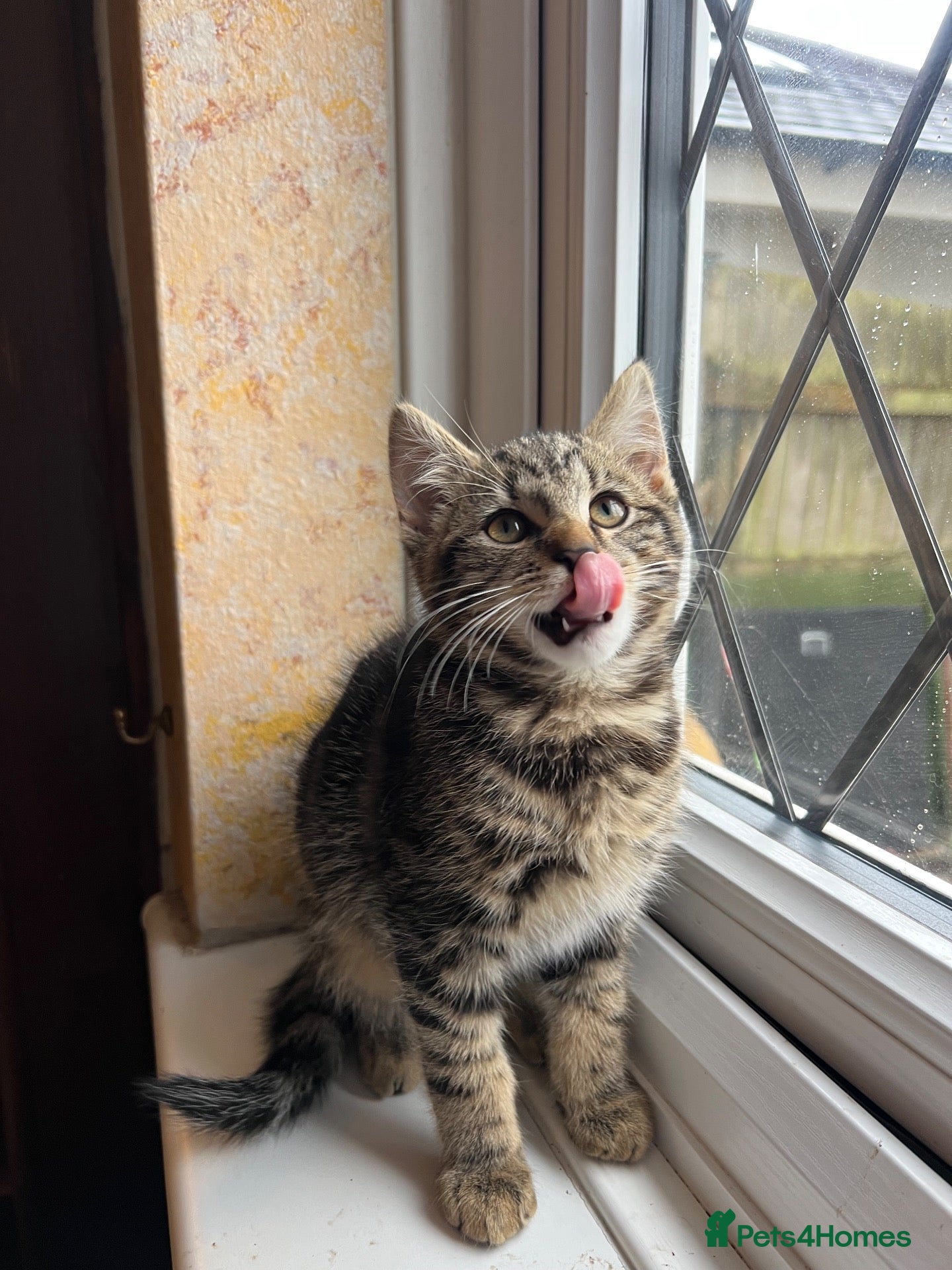 Mixed Breed cats for sale: Beautiful kittens are looking for a loving family. - Advert 1