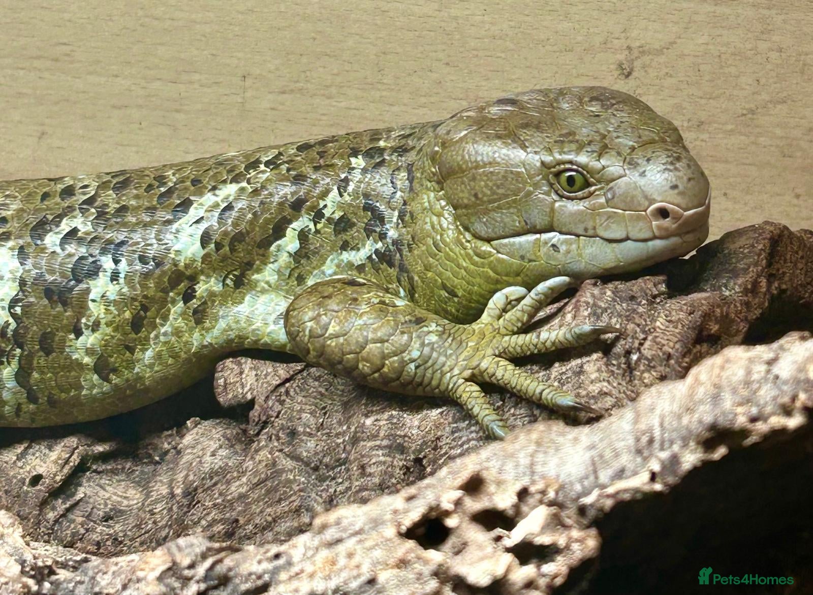 Skink reptiles Prehensile Tailed Skink - Advert 1