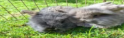 Mixed Breed rabbits for sale: Beautiful baby rabbits - Advert 5