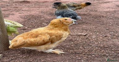 Chickens poultry - Advert 9