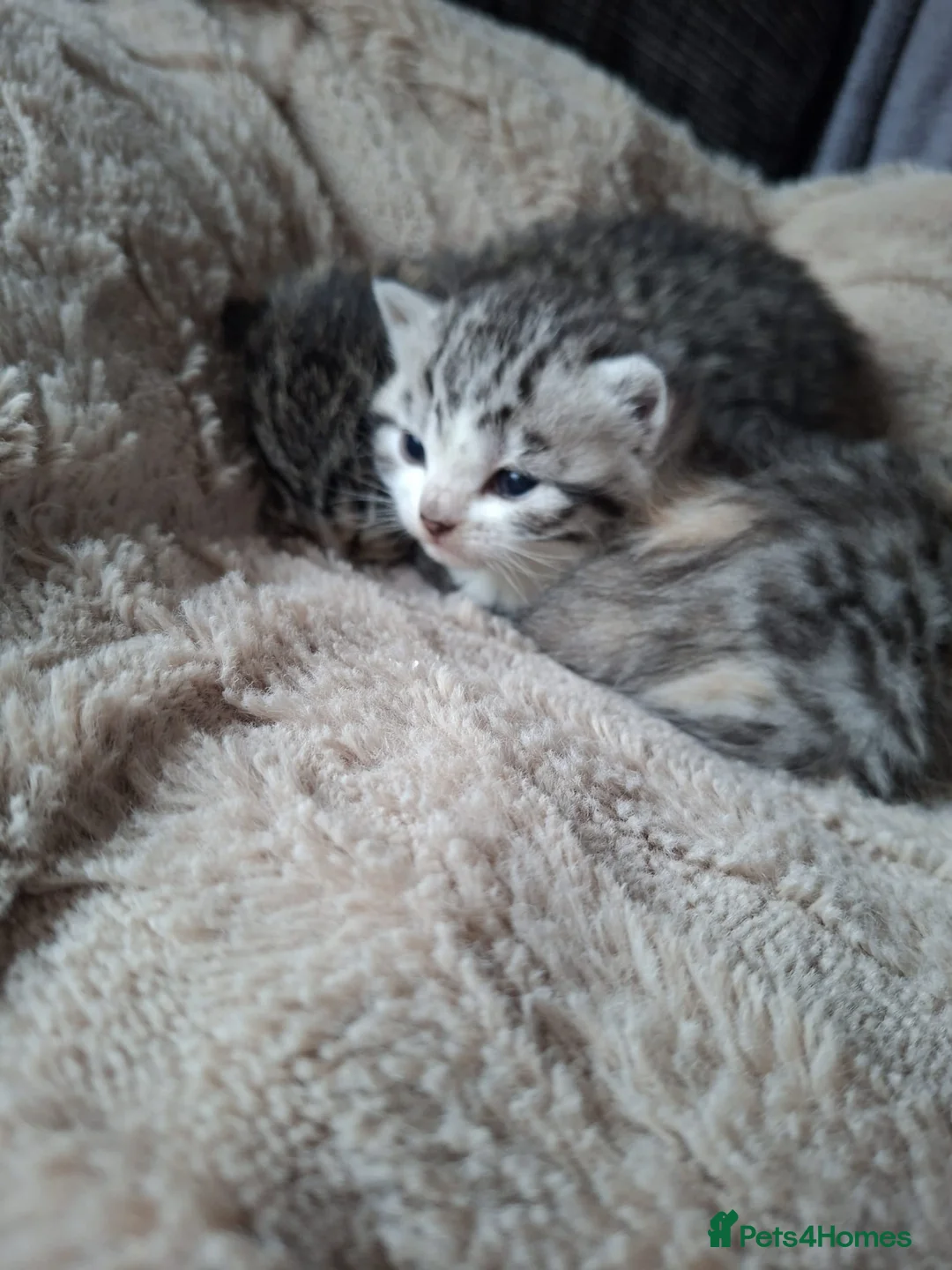 British Shorthair cats for sale: Fluffy Tigers (Last Two) - Advert 40
