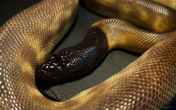 Python Snake reptiles for sale: Black headed python for sale  - Image 8
